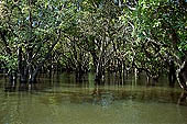 Tonle Sap - Kampong Phluk - Flooded mangrove forest 